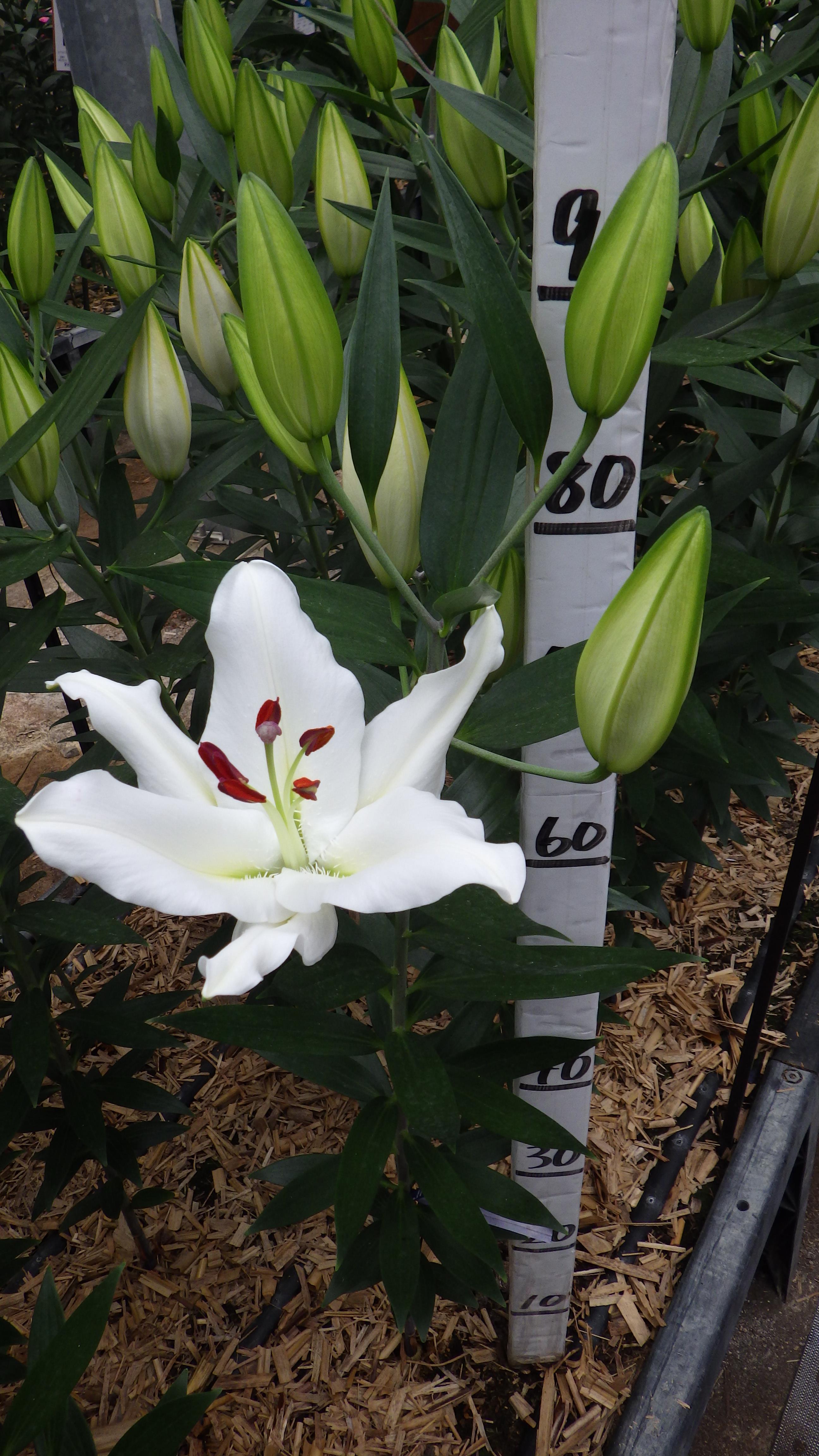 パシフィックオーシャン